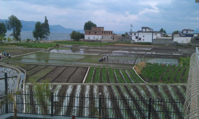 Planting rice around (2)